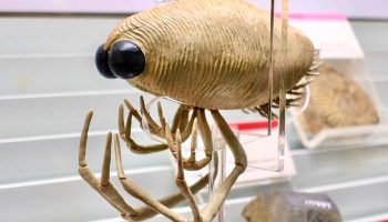 Dollocaris ingens