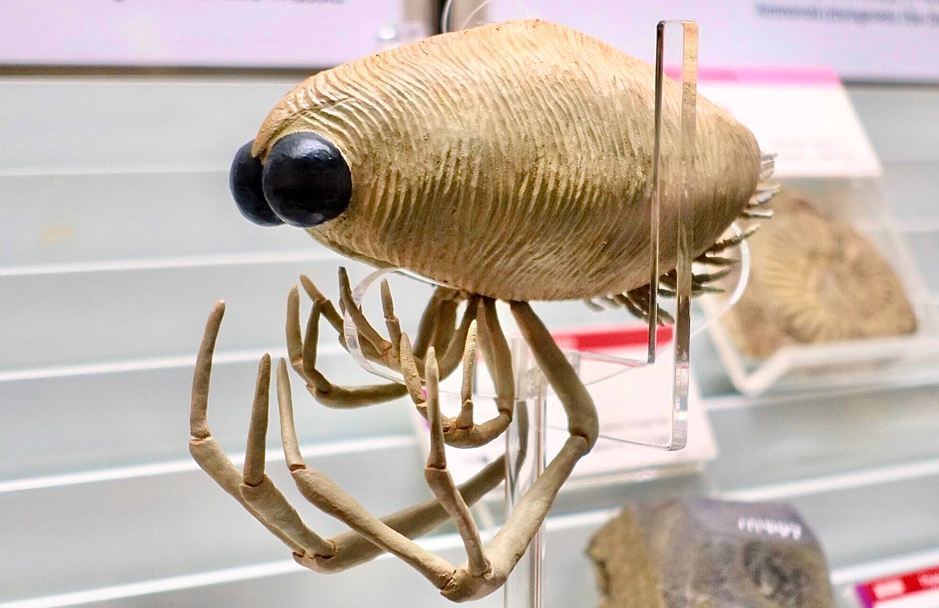 Dollocaris ingens