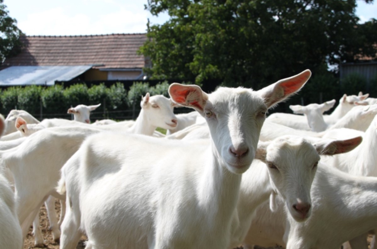 En familieejet gård i Tjekkiet har genoplivet traditionen med produktion af gedemælk, som nu erobrer verdensmarkedet.