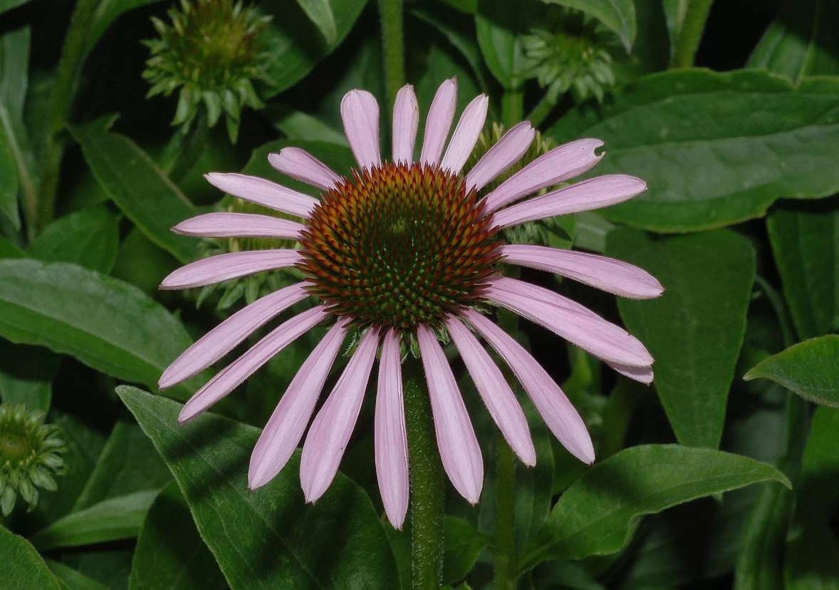 Echinacea pallida