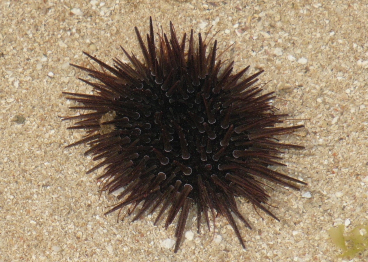 Echinometra mathaei