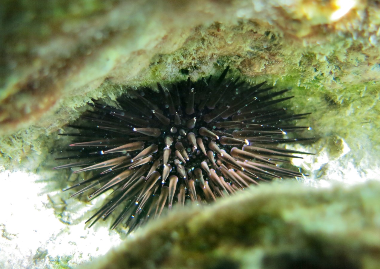 Echinometra mathaei