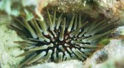 Echinometra mathaei