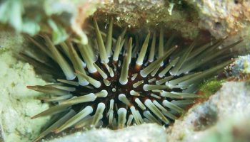 Echinometra mathaei