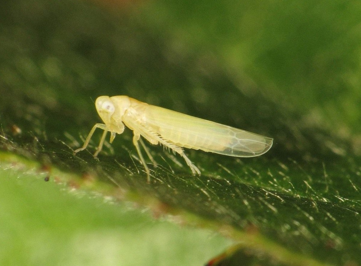Edwardsiana rosae