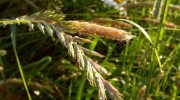 Kvikgræs – det værste ukrudt i haven. Hvordan fjerner man det fra blomsterbede og græsplæner?