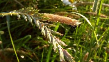 Kvikgræs – det værste ukrudt i haven. Hvordan fjerner man det fra blomsterbede og græsplæner?