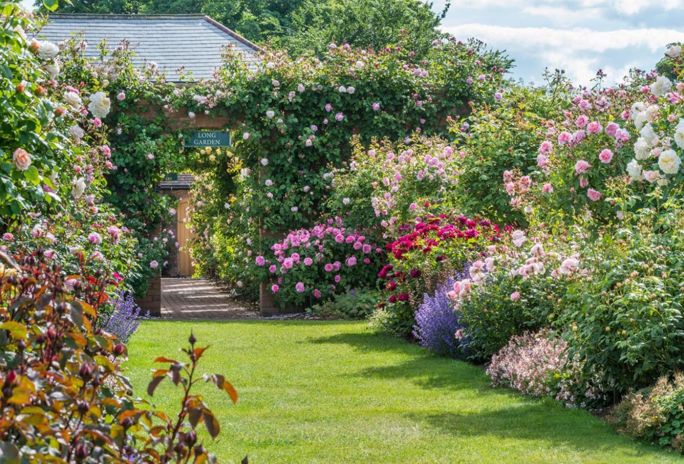 Engelsk sommerhave: sådan skaber du en romantisk oase fuld af blomster