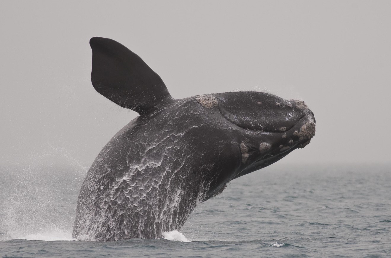 Eubalaena glacialis