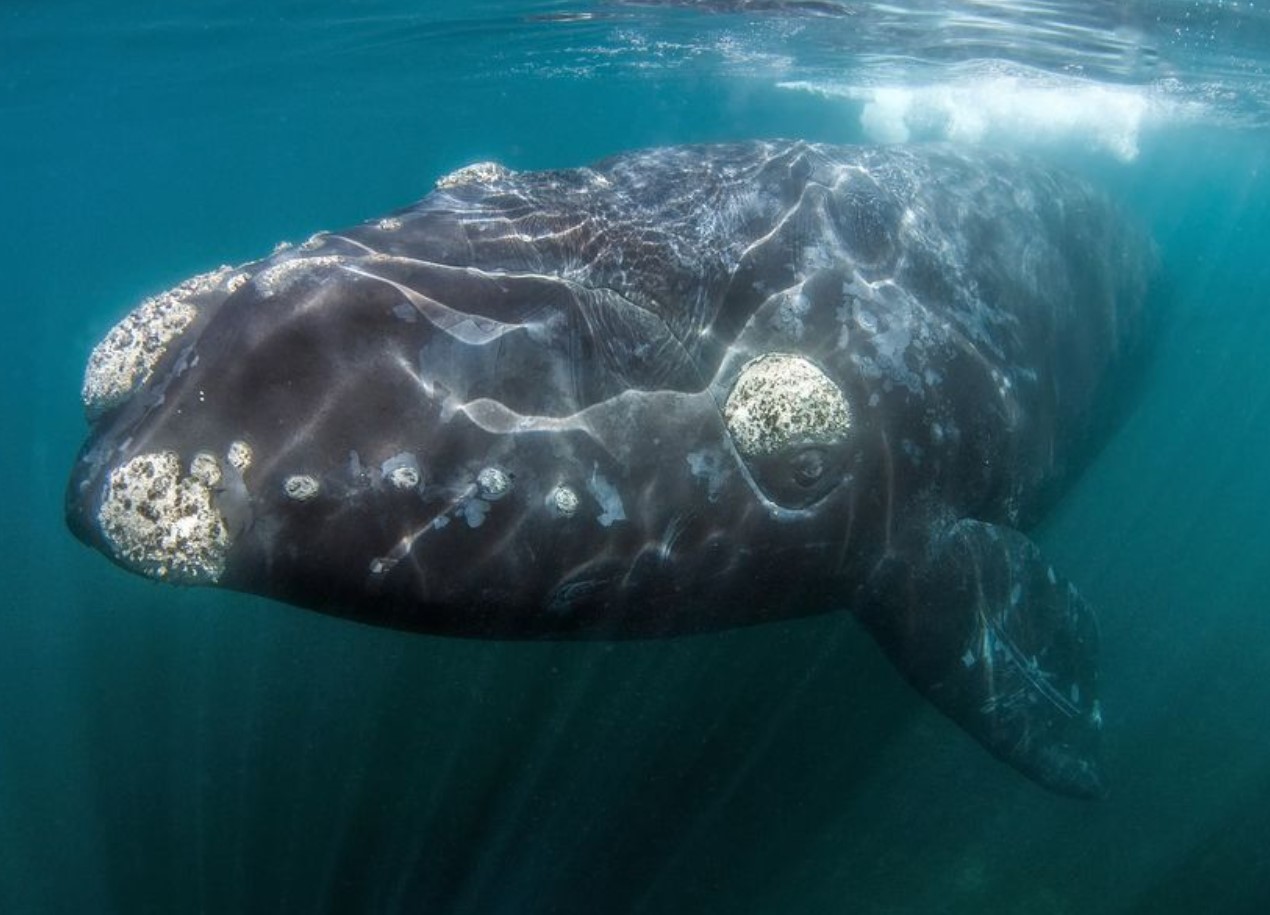 Eubalaena glacialis
