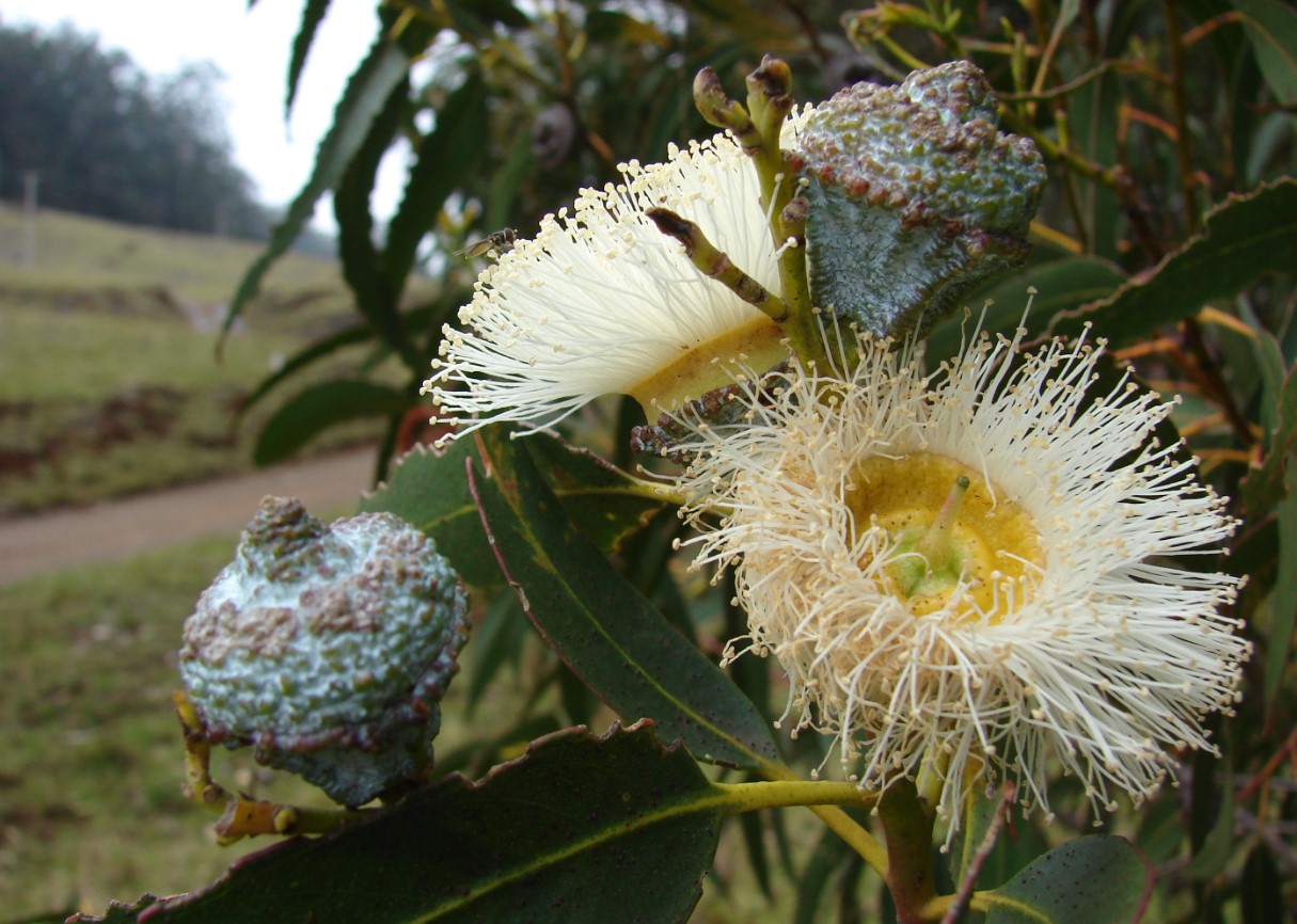 Eucalyptus globulus
