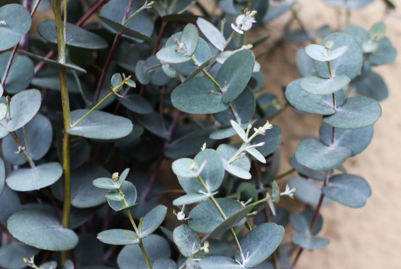 Eucalyptus gunnii