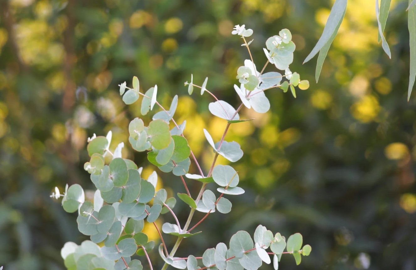 Eucalyptus gunnii