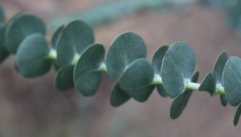 Eucalyptus gunnii