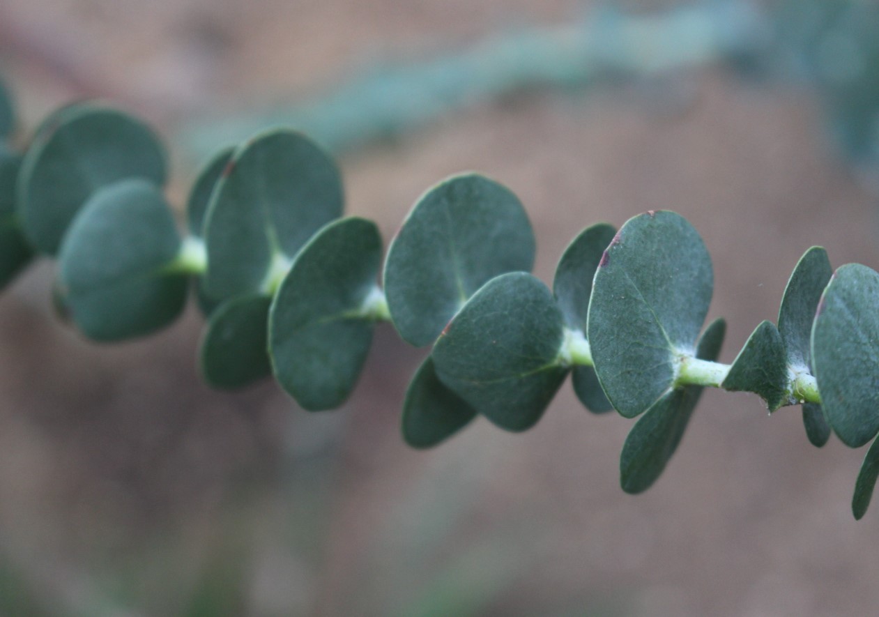 Eucalyptus gunnii