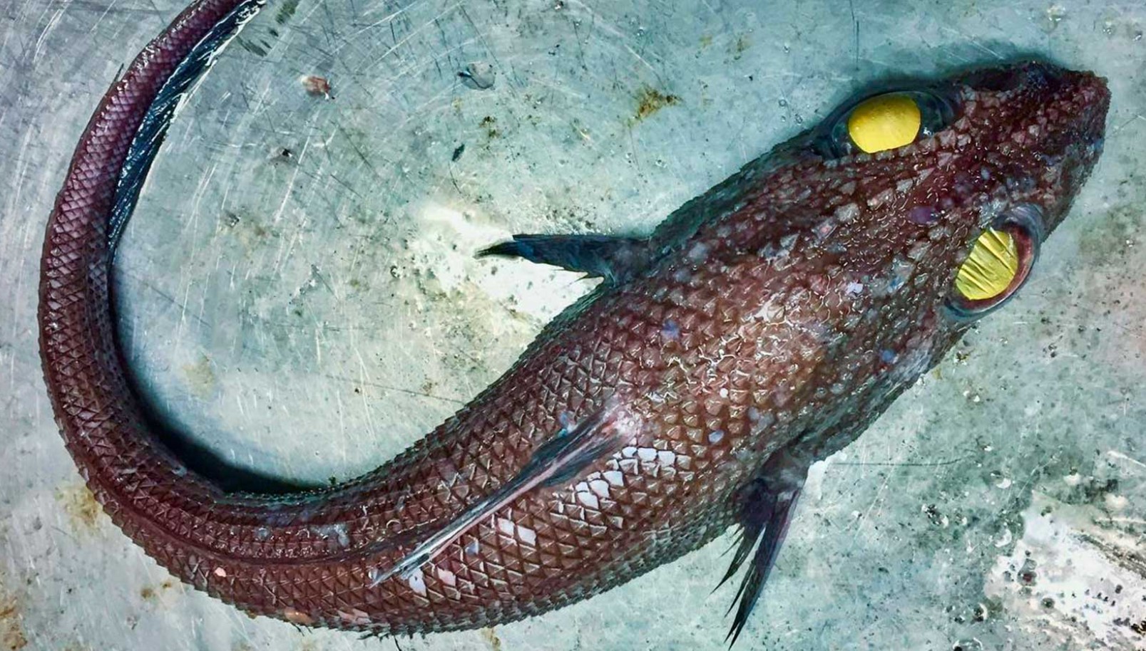Fisk med 'grisehaler' fundet nær Antarktis