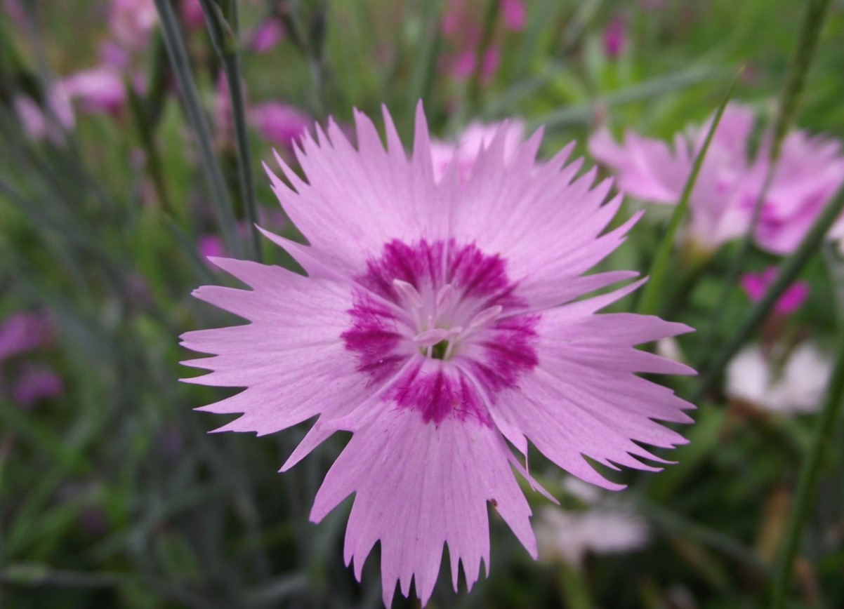 Blomstrer indtil august og tiltrækker bier og sommerfugle. Dianthus plumarius – interessante sorter til dyrkning