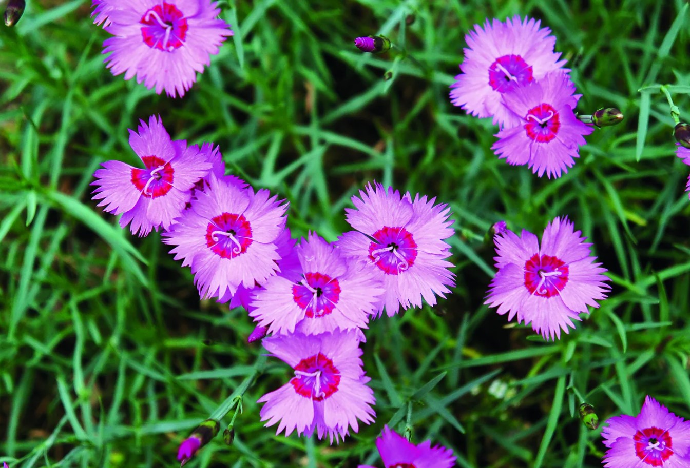 Blomstrer indtil august og tiltrækker bier og sommerfugle. Dianthus plumarius – interessante sorter til dyrkning