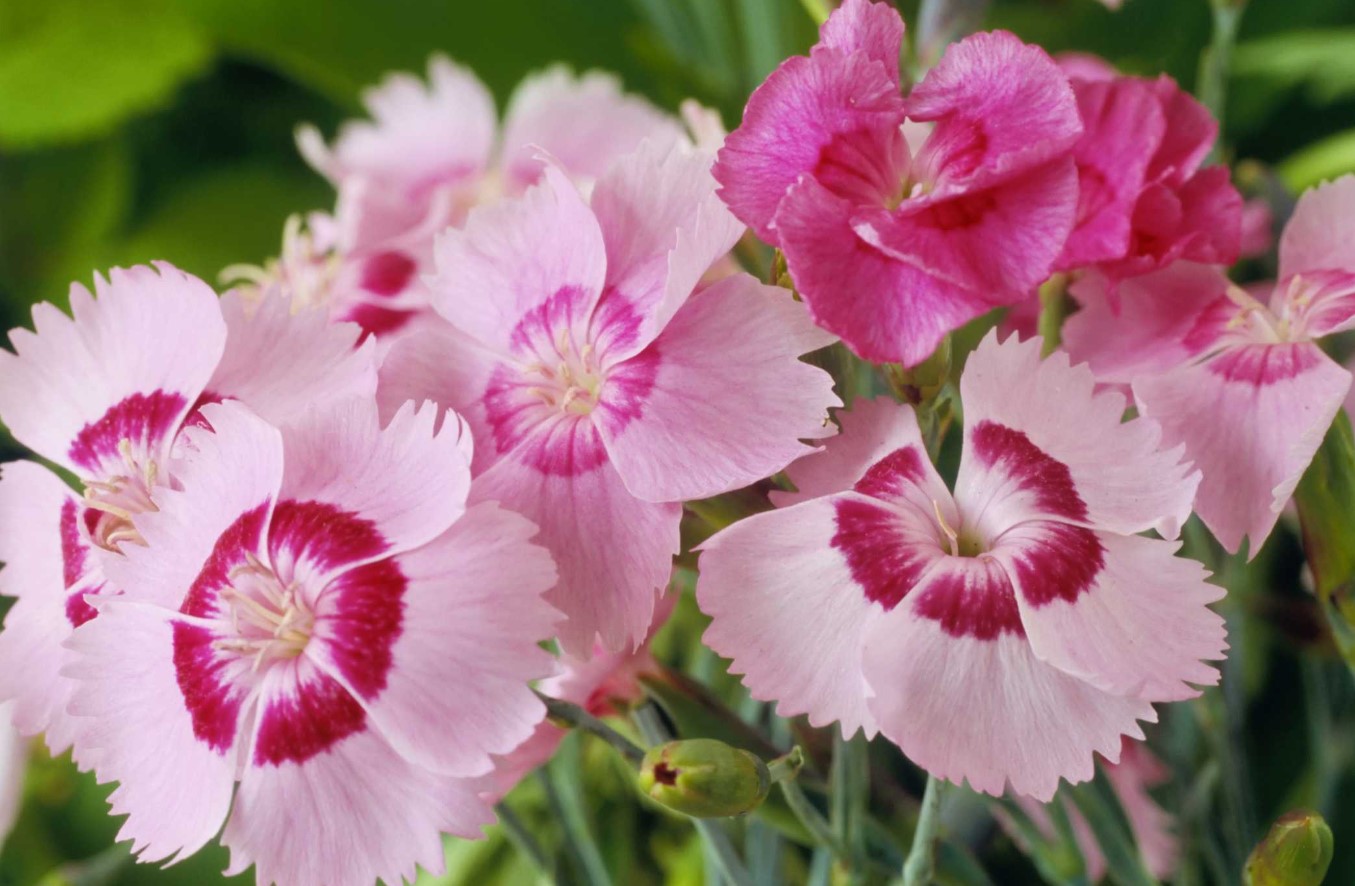 Blomstrer indtil august og tiltrækker bier og sommerfugle. Dianthus plumarius – interessante sorter til dyrkning