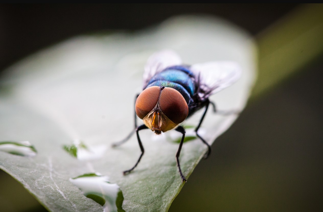 Fluer flyver ikke længere ind i huset: en enkel måde at slippe af med irriterende insekter uden kemikalier — gift og klæbebånd er ikke nødvendigt