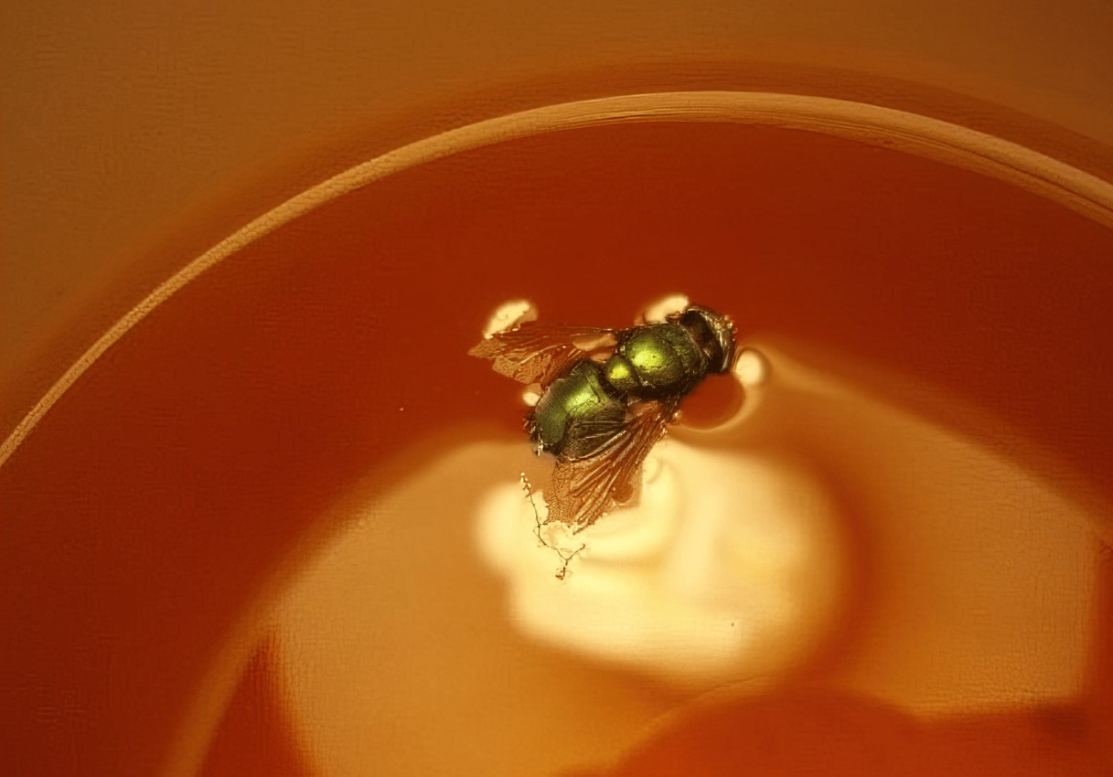 Fluer flyver ikke længere ind i huset: en enkel måde at slippe af med irriterende insekter uden kemikalier — gift og klæbebånd er ikke nødvendigt