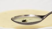 Fluer flyver ikke længere ind i huset: en enkel måde at slippe af med irriterende insekter uden kemikalier — gift og klæbebånd er ikke nødvendigt