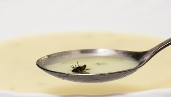 Fluer flyver ikke længere ind i huset: en enkel måde at slippe af med irriterende insekter uden kemikalier — gift og klæbebånd er ikke nødvendigt