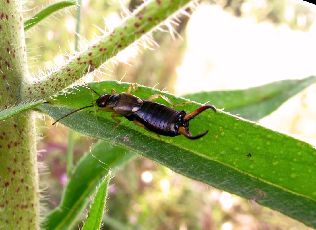 Forficula auricularia