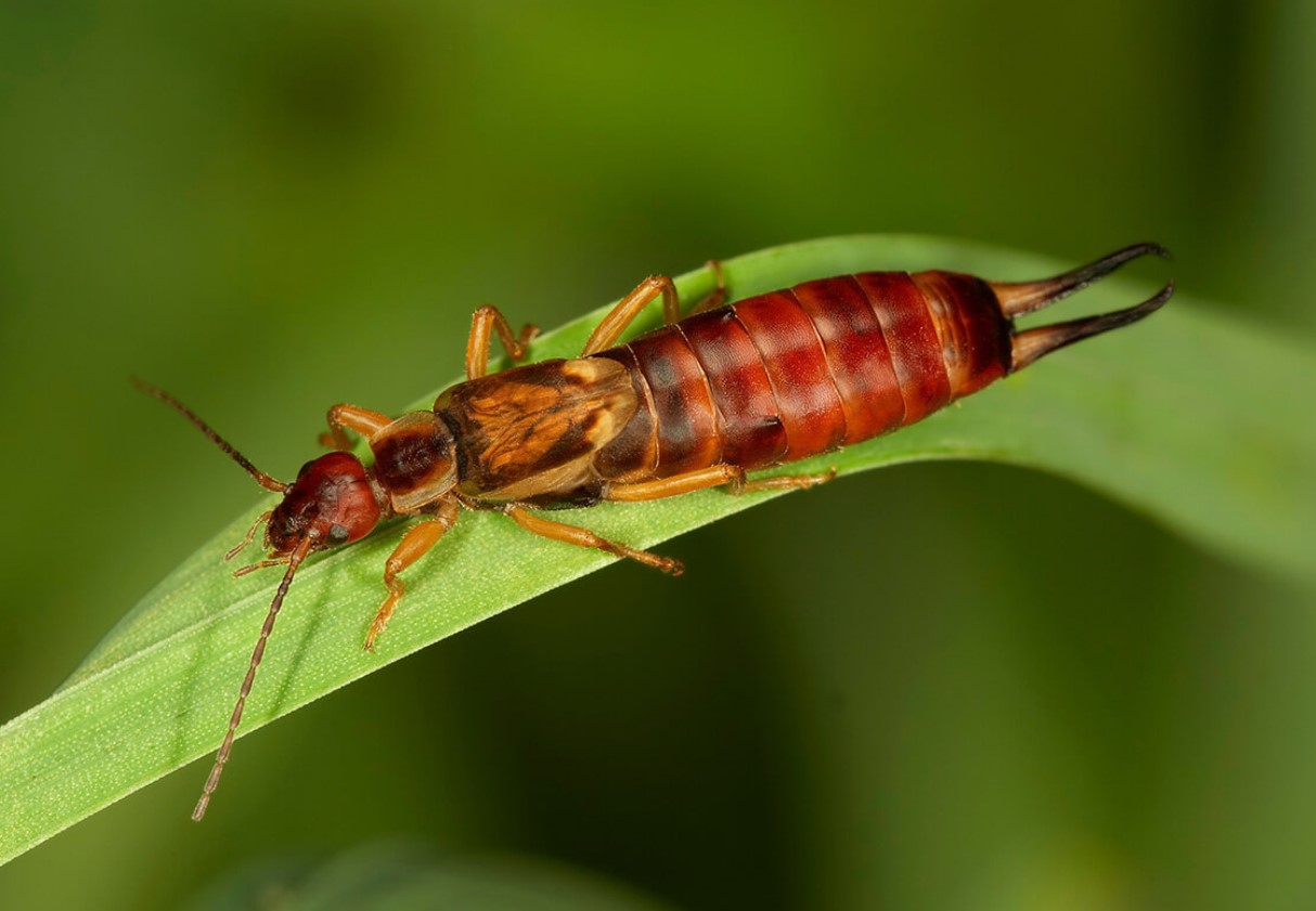 Forficula auricularia