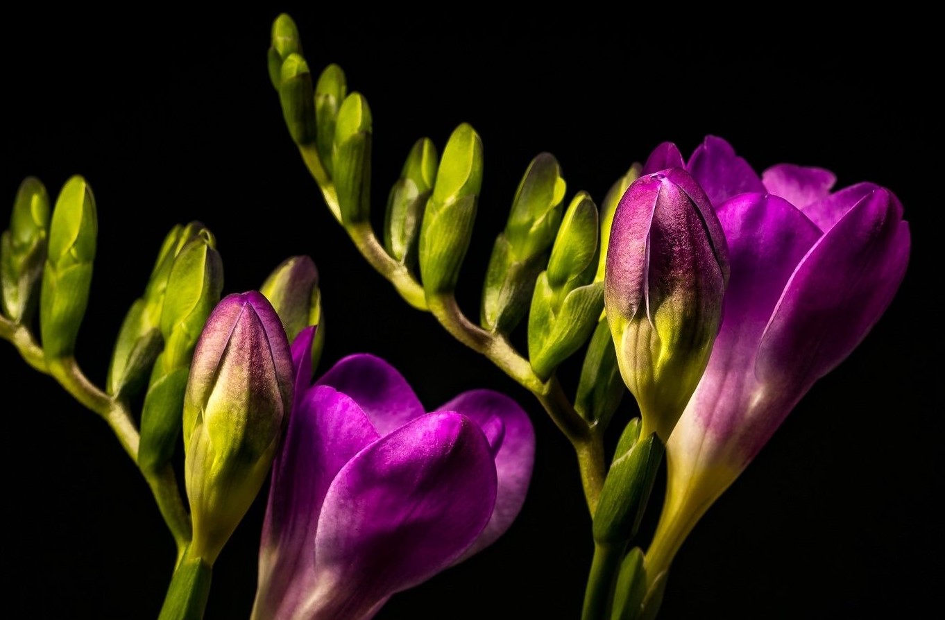 Hvordan dyrker man fresier, forårets mest livlige og smukke blomster til en farverig og duftende have