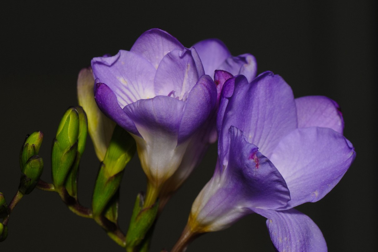 Hvordan dyrker man fresier, forårets mest livlige og smukke blomster til en farverig og duftende have