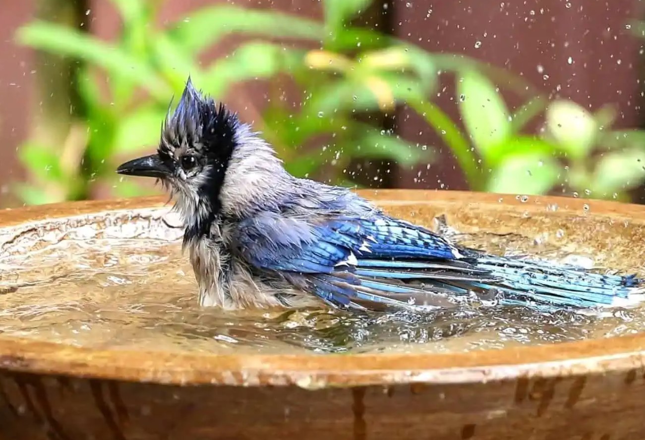 Naturlige vandsteder i byområder: fuglebad på altanen – vejledning og tips