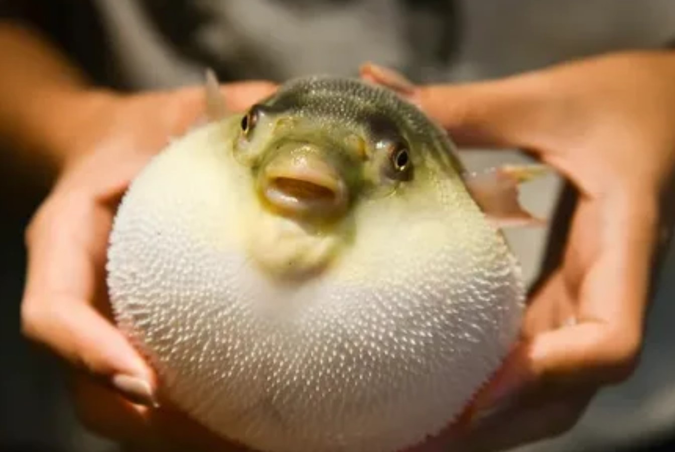 Stille, giftig, lynhurtig: 10 fisk, der er farligere end hajer