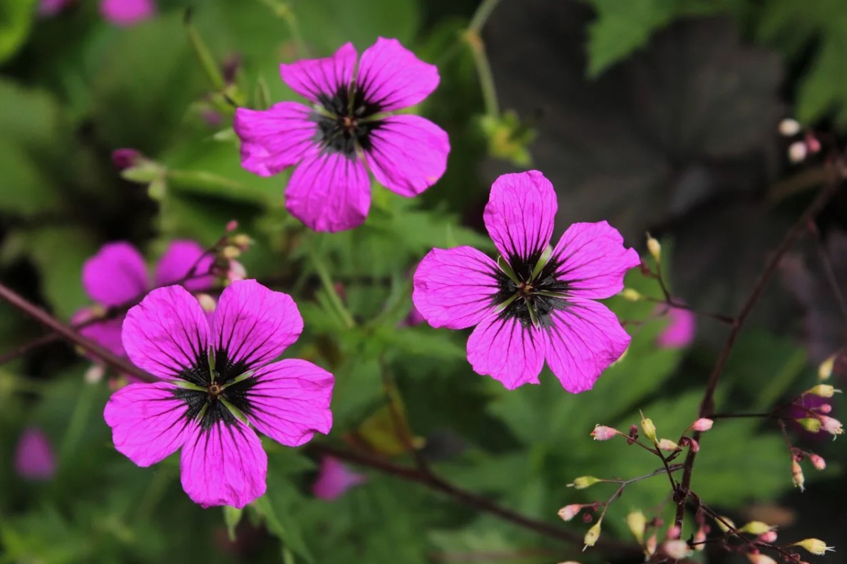 Geranium Patricia