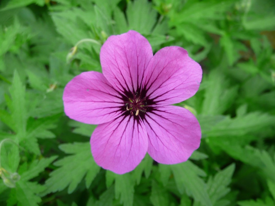 Geranium Patricia