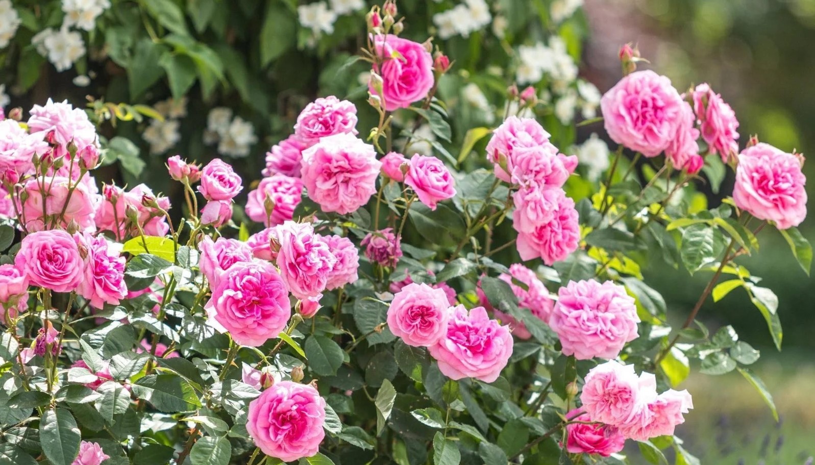 Monty Don siger, at haveblomster blomstrer bedre end de har gjort 'i lang tid'