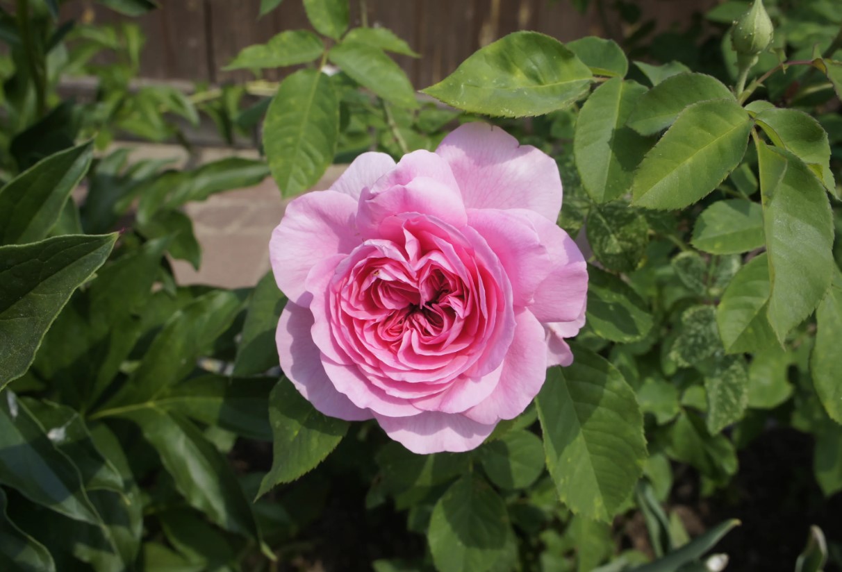 Monty Don siger, at haveblomster blomstrer bedre end de har gjort 'i lang tid'