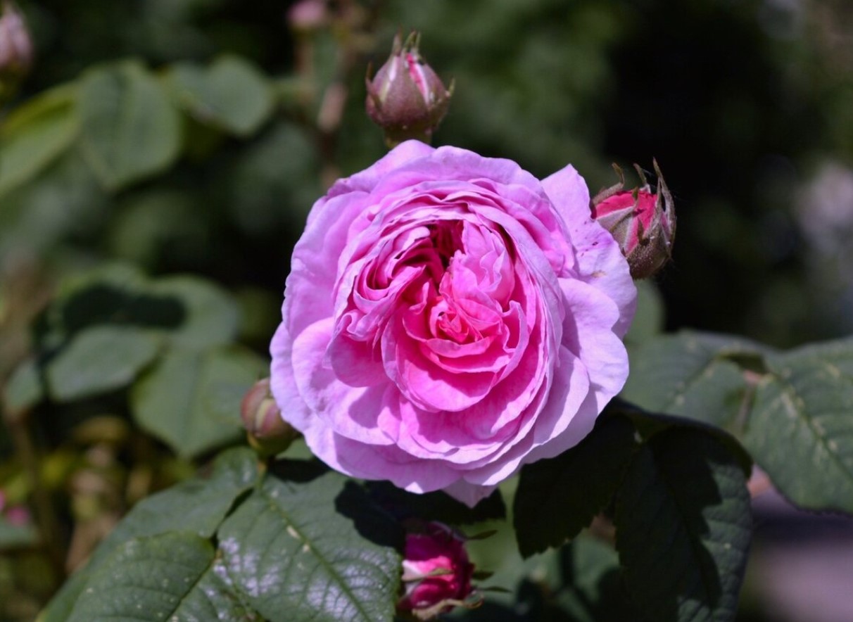 Gertrude Jekyll