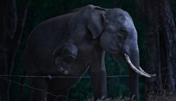Sjælden observation af 'spøgelseselefant' kommer med alvorlig advarsel om arten