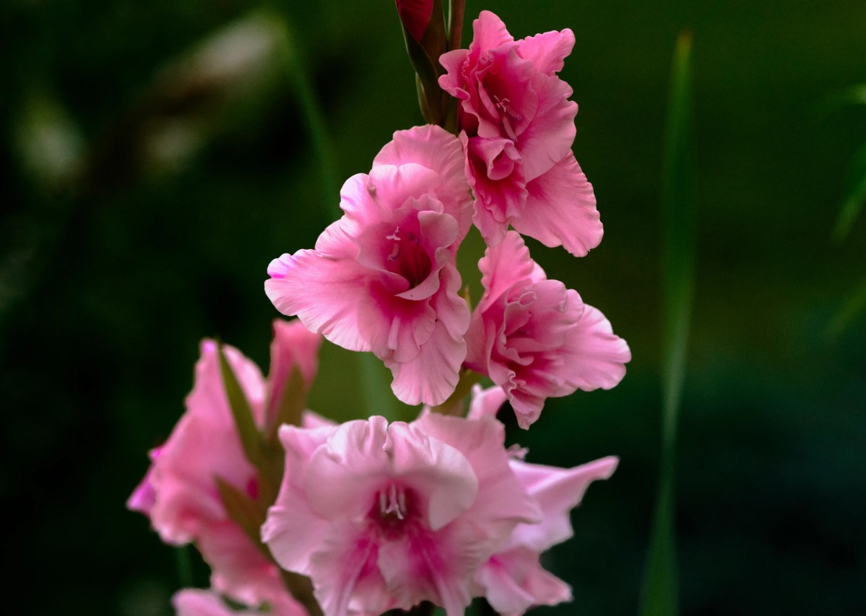 Gladioler uden besvær: for at dyrke slanke og farvestrålende blomster skal man blot overholde tre betingelser