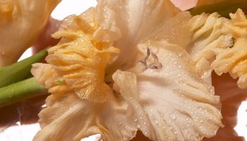 Gladioler uden besvær: for at dyrke slanke og farvestrålende blomster skal man blot overholde tre betingelser