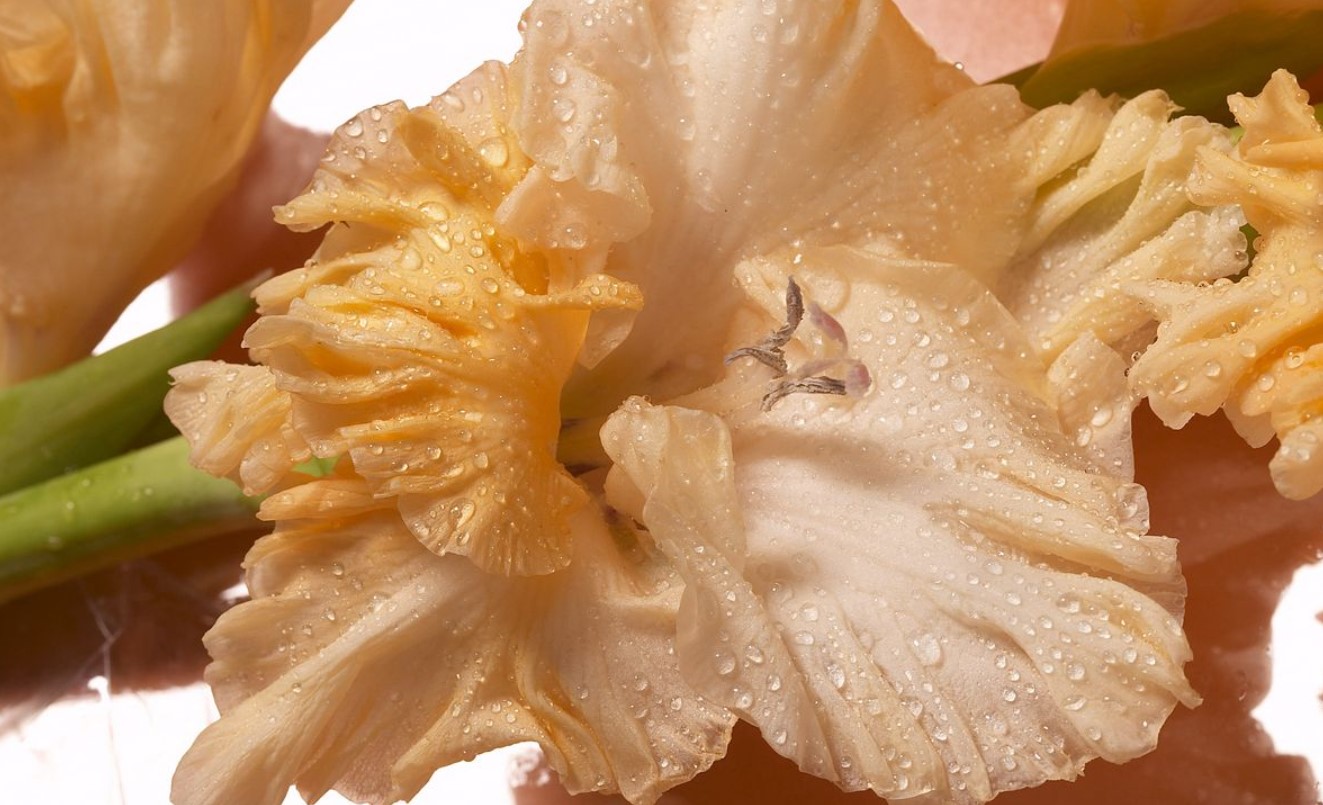 Gladioler uden besvær: for at dyrke slanke og farvestrålende blomster skal man blot overholde tre betingelser