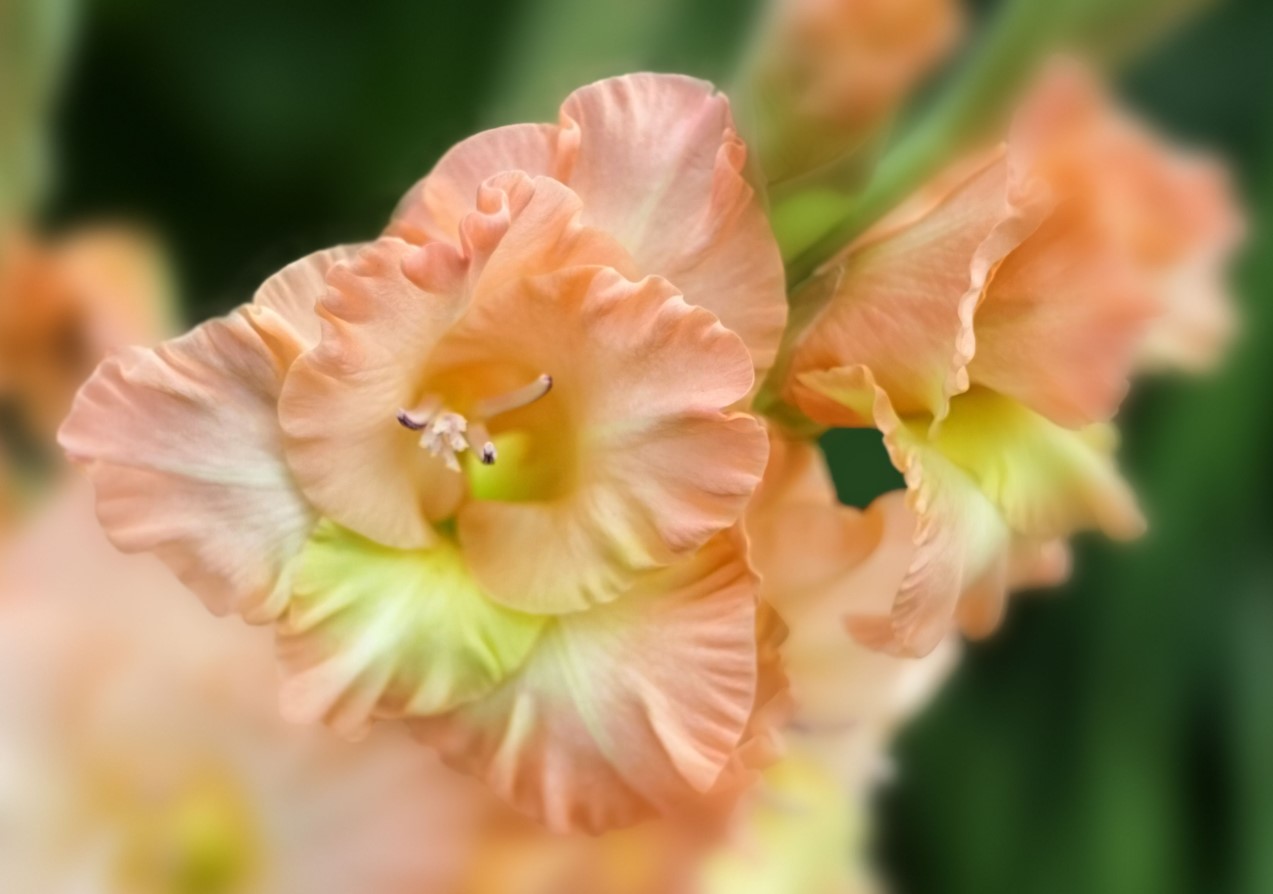 Gladioler uden besvær: for at dyrke slanke og farvestrålende blomster skal man blot overholde tre betingelser