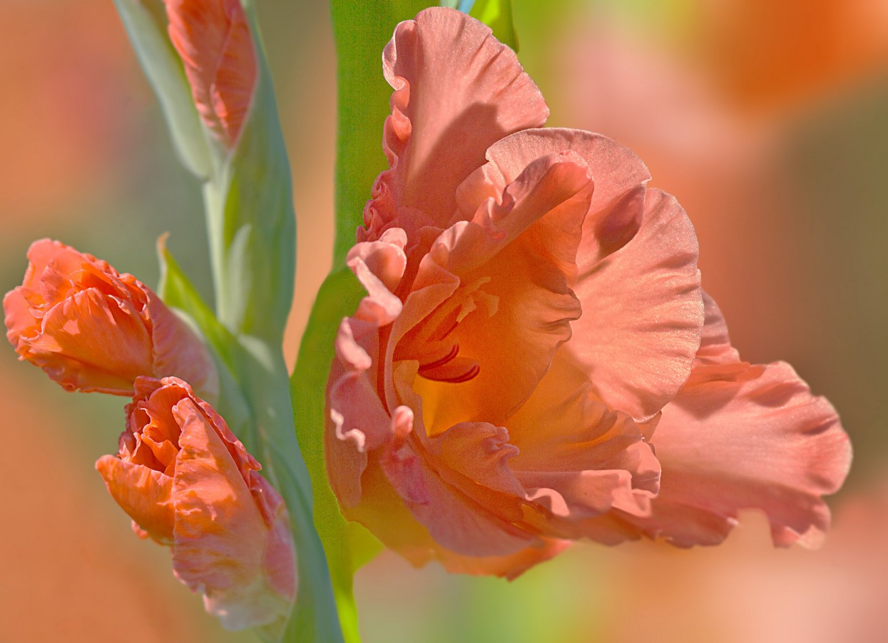 Gladioler uden besvær: for at dyrke slanke og farvestrålende blomster skal man blot overholde tre betingelser
