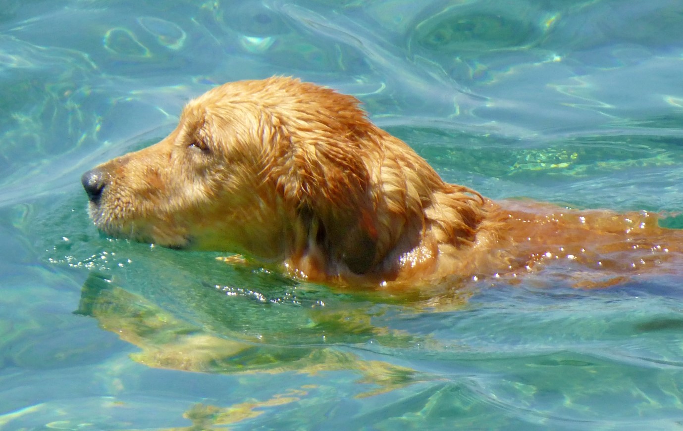 Golden retriever