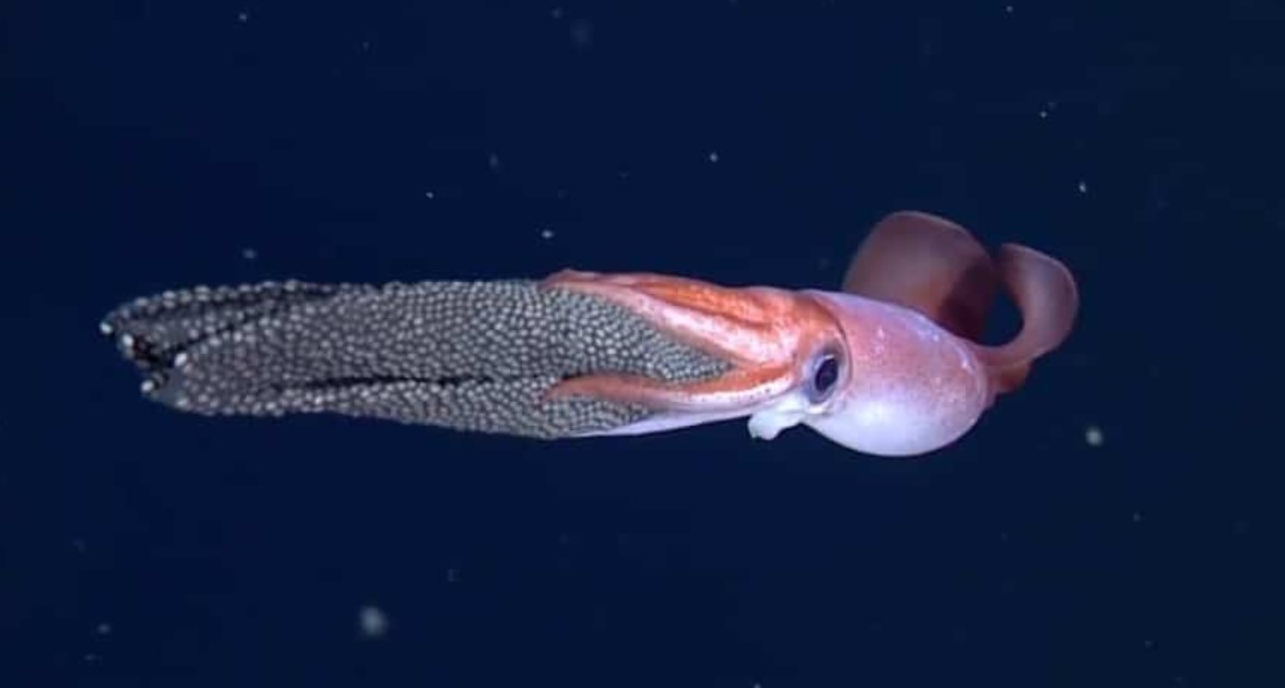 Gonatus antarcticus