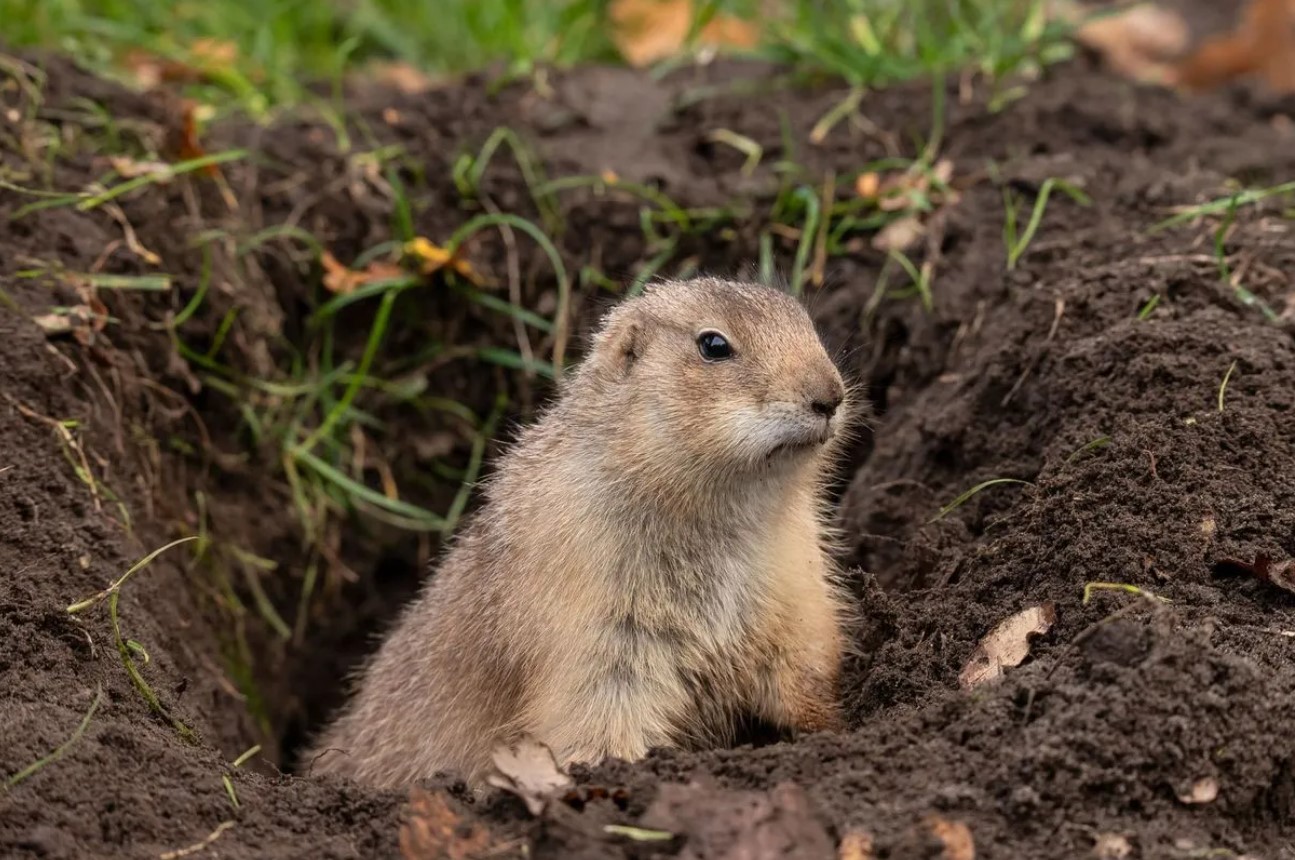 Fede arbejdere: amerikanske gophers driver landbrug i tunneler