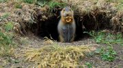 Fede arbejdere: amerikanske gophers driver landbrug i tunneler