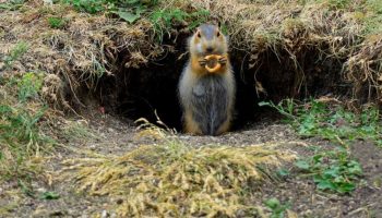 Fede arbejdere: amerikanske gophers driver landbrug i tunneler