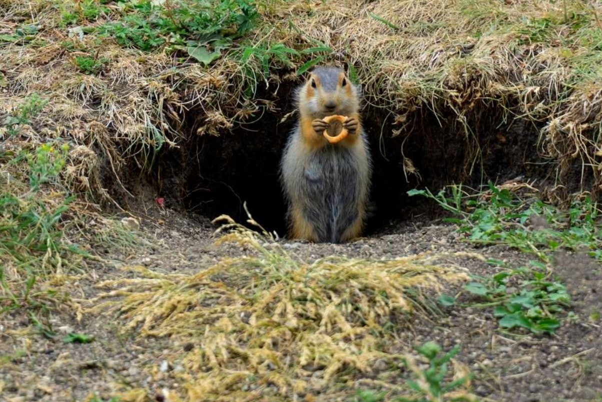 Fede arbejdere: amerikanske gophers driver landbrug i tunneler